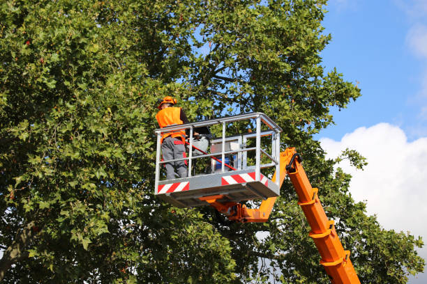 Best Hazardous Tree Removal  in Dolan Springs, AZ