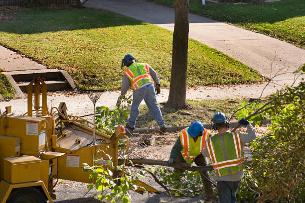  Dolan Springs, AZ Tree Services Pros