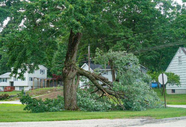 Professional  Tree Services in Dolan Springs, AZ