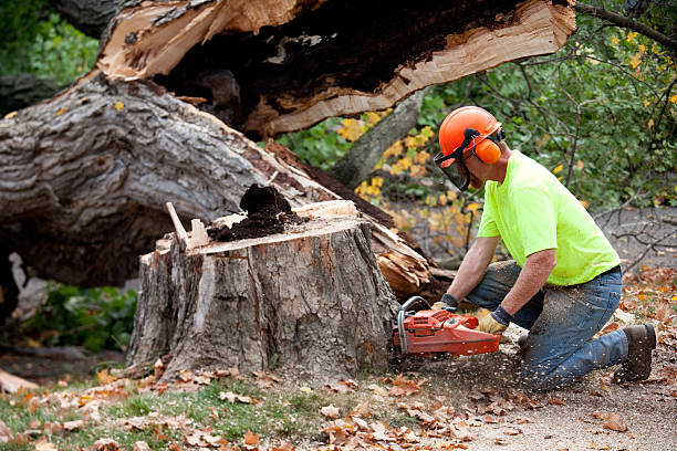 Why Choose Our Tree Removal Services in Dolan Springs, AZ?